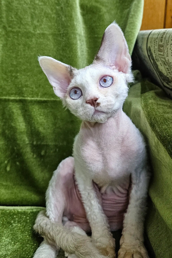 Hairless Devon Rex kitten named Icecream with bright blue eyes sitting upright