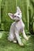 Hairless Sphynx cat perched on soft green fabric, perfect for Icecream | Devon Rex Kitten