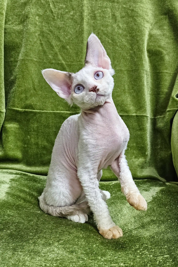 Hairless Sphynx cat perched on soft green fabric, perfect for Icecream | Devon Rex Kitten