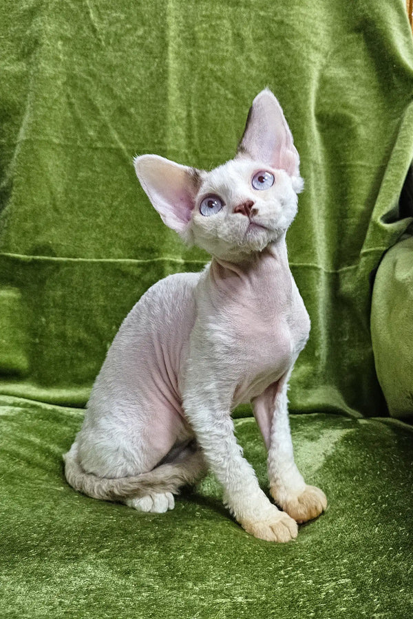 Hairless Sphynx cat with pale pink skin and big ears, perfect for Icecream | Devon Rex Kitten