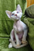 Hairless white Sphynx cat with blue eyes chilling on a cushion for Icecream Devon Rex Kitten