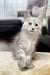 Fluffy Maine Coon kitten with big ears and bright eyes ready for a new home