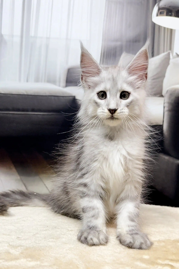 Adorable White Maine Coon Kitten with Fluffy Fur and Alert Eyes, our Iceman!