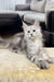 Fluffy Maine Coon kitten Iceman with big eyes lounging on a cozy rug