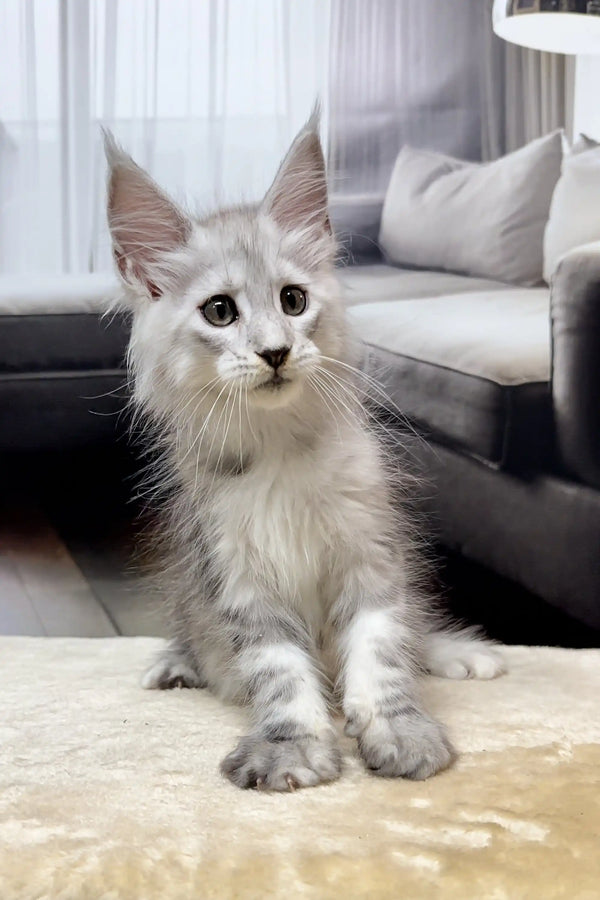 Fluffy Maine Coon kitten with big ears and alert look, perfect for cuddles