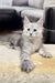 Fluffy gray and white Maine Coon kitten with big ears and bright eyes