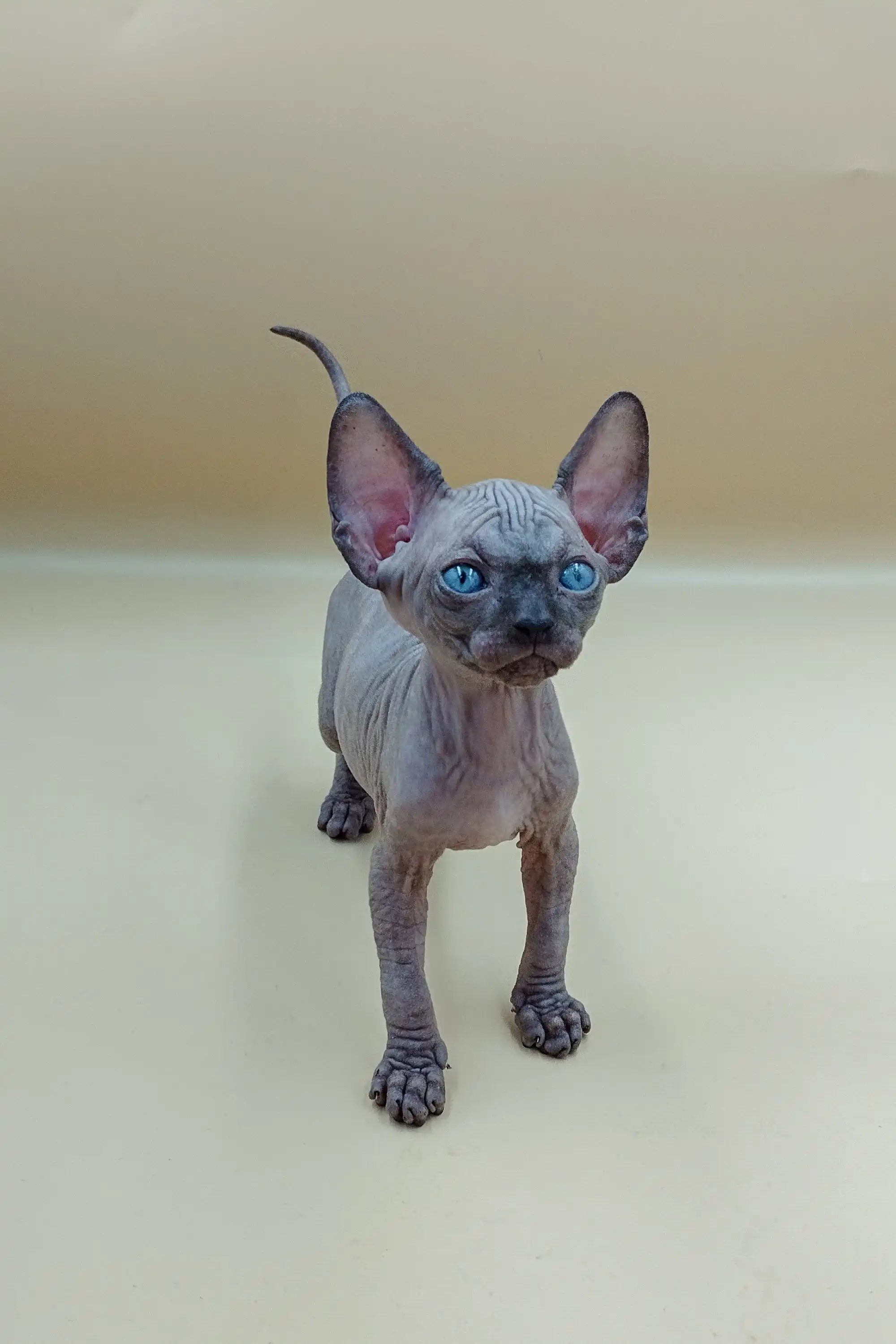 Hairless Sphynx Cats for Sale Icey | Kitten