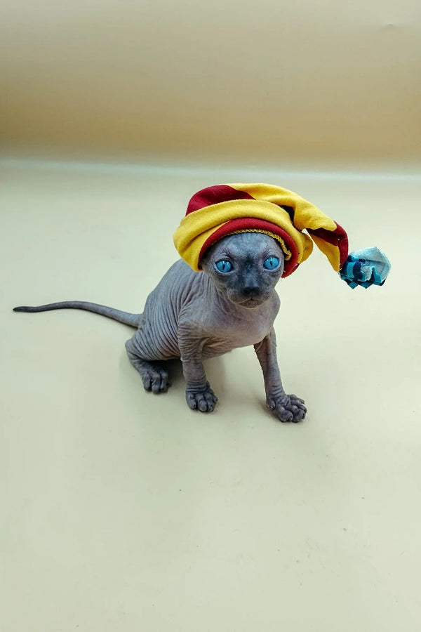 Cute Icey Sphynx Kitten rocking a colorful knit hat for extra charm