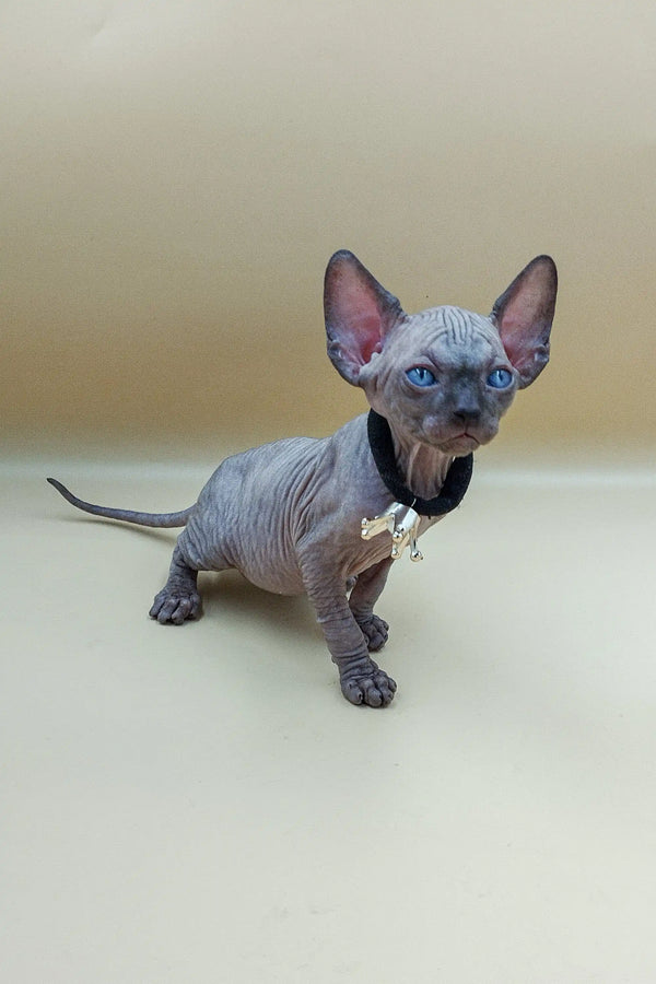 Adorable Icey Sphynx Kitten with wrinkled gray skin and big ears, ready for cuddles