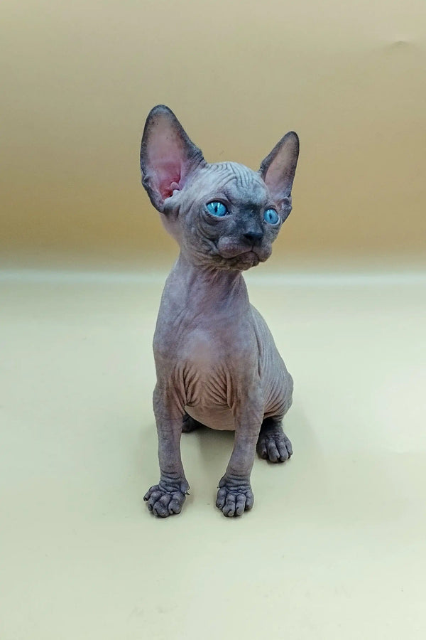 Hairless Icey Sphynx Kitten with stunning blue eyes sitting upright