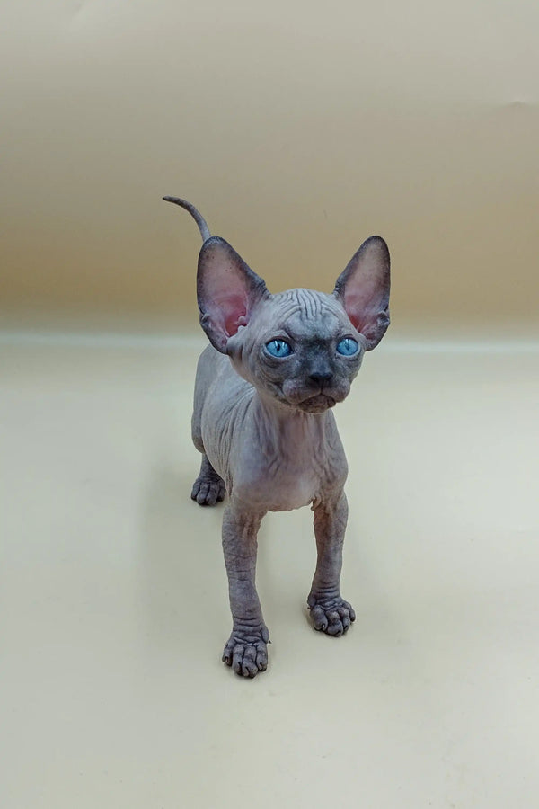 Cute Icey Sphynx kitten with blue eyes and big ears, perfect for any cat lover