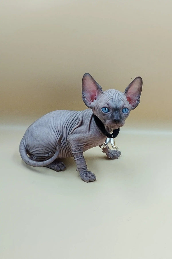 Cute Icey Sphynx kitten with big ears and wrinkled skin relaxing on a surface
