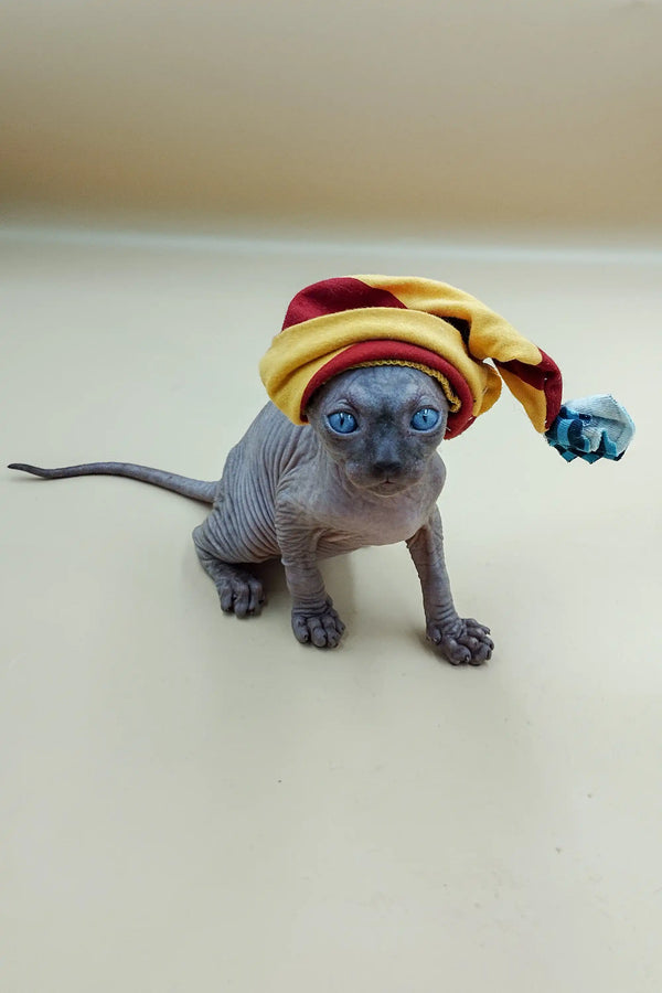 Hairless Icey Sphynx Kitten rocking a colorful jester hat for a fun look!