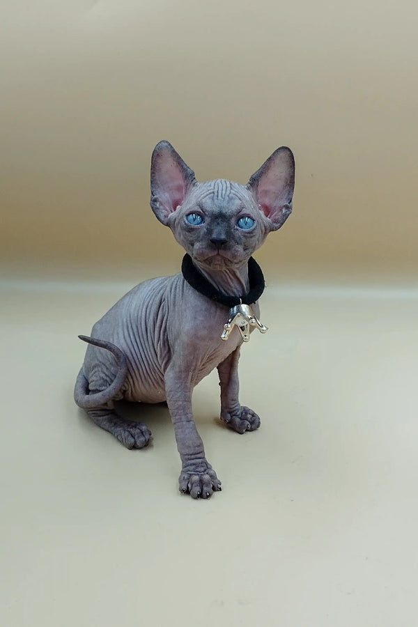 Cute Icey Sphynx Kitten in a stylish black collar with a bow, showcasing its charm