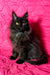 Black Maine Coon cat named Ida looking adorable as a playful kitten