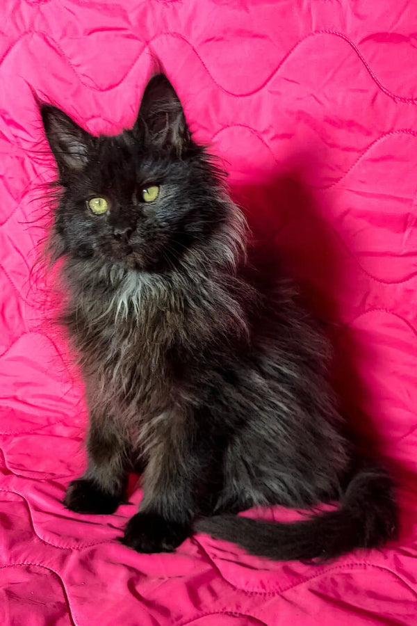 Black Maine Coon cat named Ida in a cute kitten pose, perfect for pet lovers