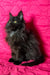 Fluffy black Maine Coon kitten Ida with striking green eyes