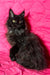 Long-haired black cat named Ida from the Maine Coon Kitten collection