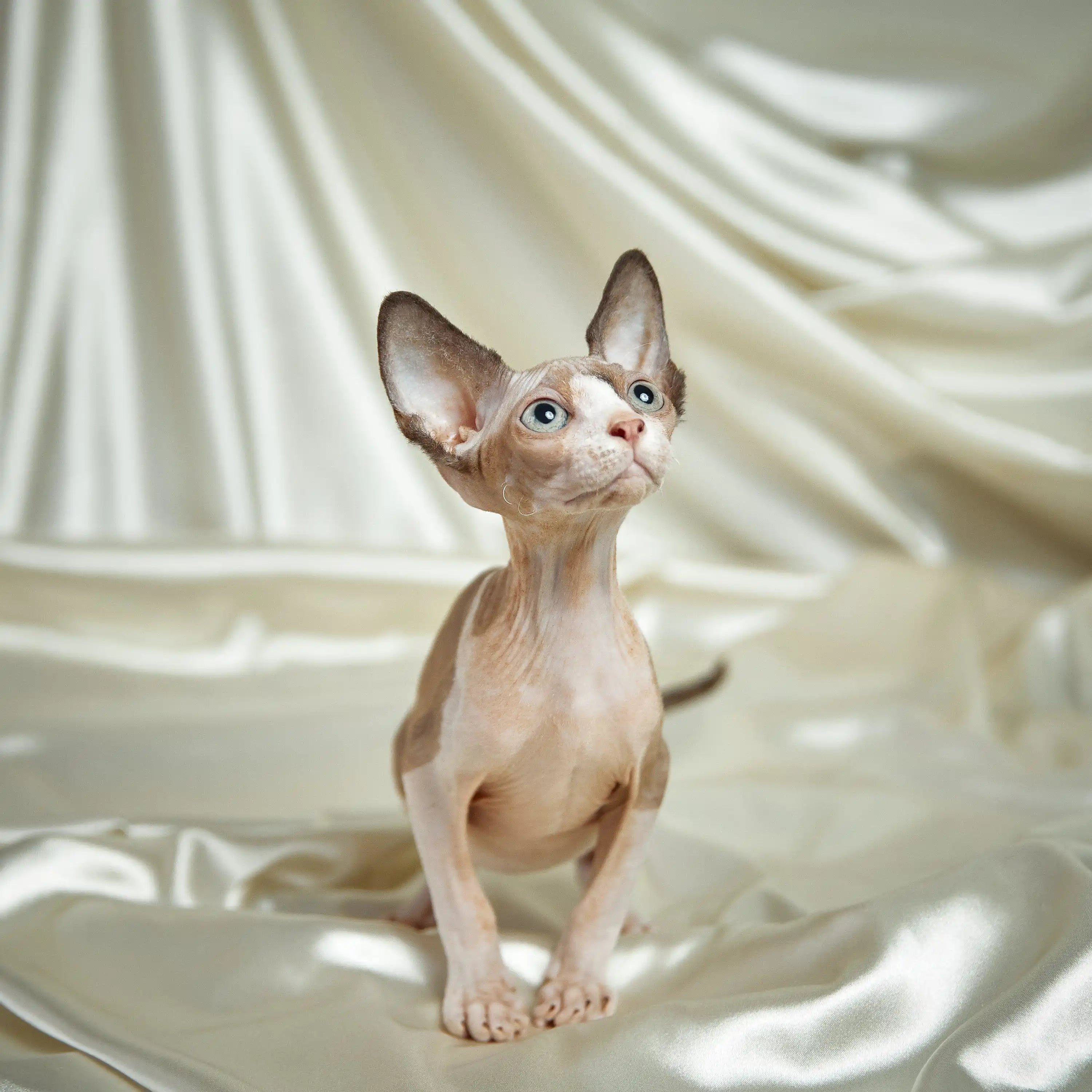 Sphynx Cats for Sale | Kittens For Iden | Kitten