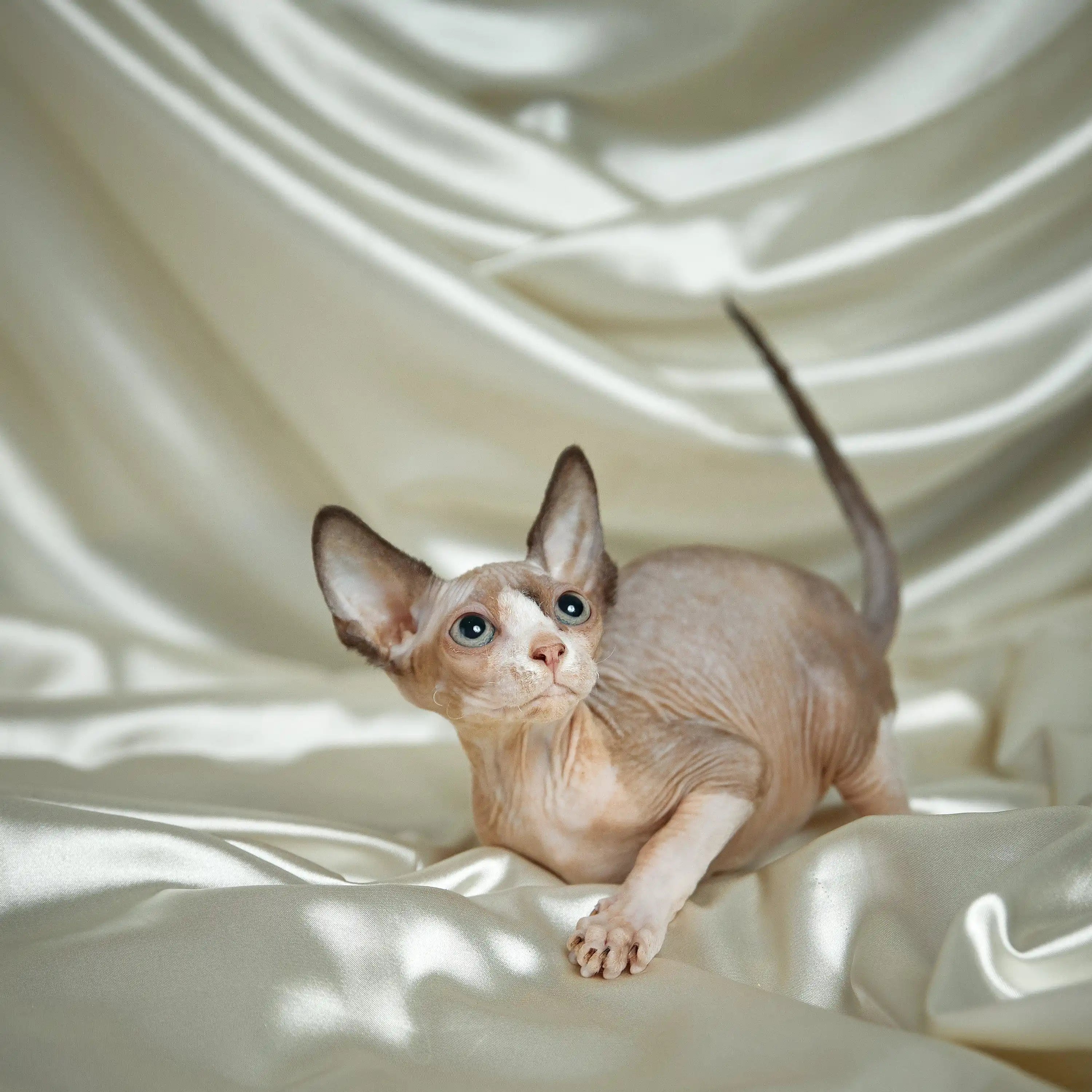 Sphynx Cats for Sale | Kittens For Iden | Kitten