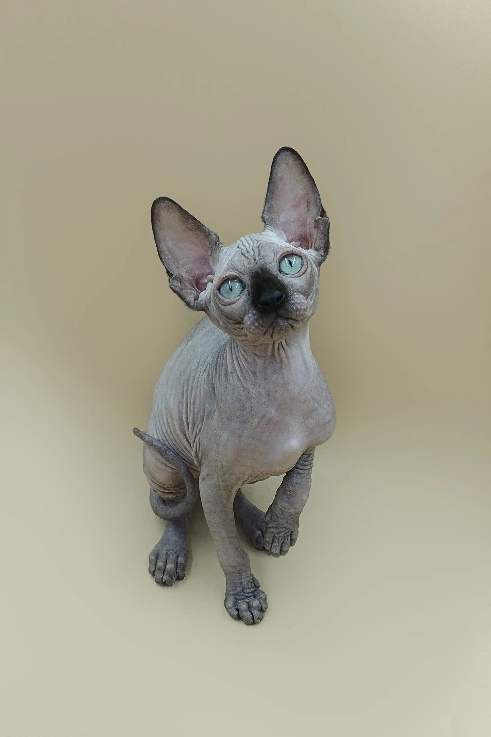 Sphynx Cats for Sale | Kittens For Iggy | Kitten