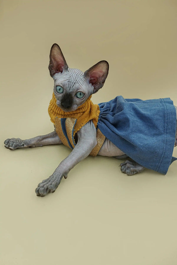 Adorable Hairless Sphynx kitten Iggy in a yellow top and blue skirt outfit