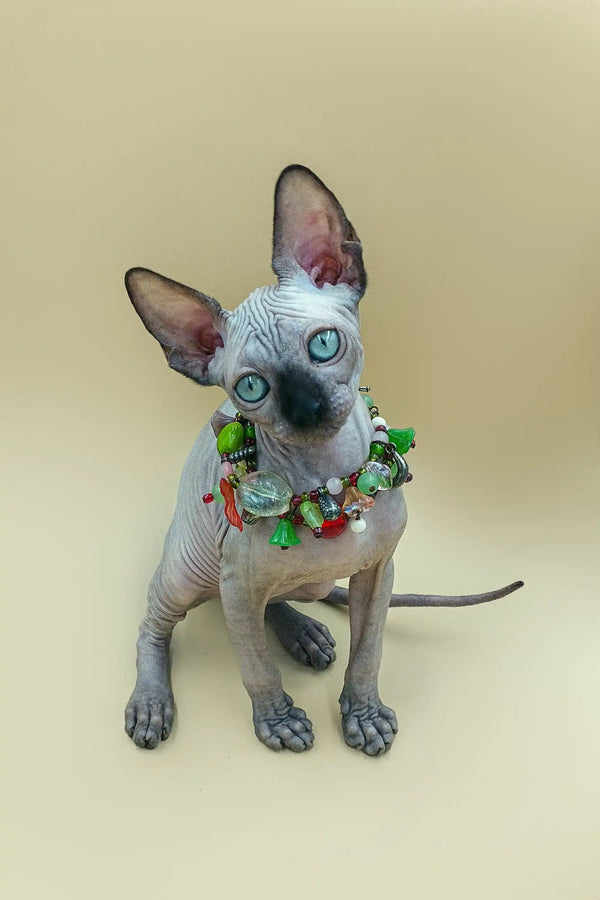 Hairless Sphynx kitten Iggy rocking a festive Christmas collar. Adorable holiday spirit!