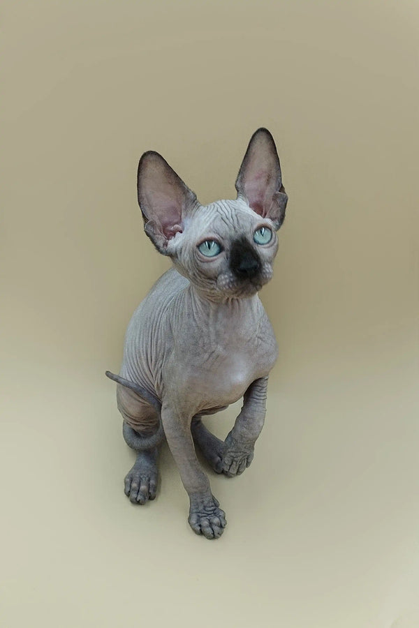 Adorable Hairless Sphynx Kitten with blue eyes and big ears, perfect for a loving home