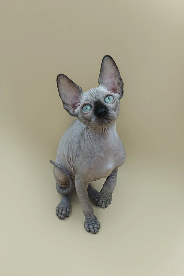 Cute Hairless Sphynx kitten Iggy with big ears and blue eyes, a perfect seal point sphynx