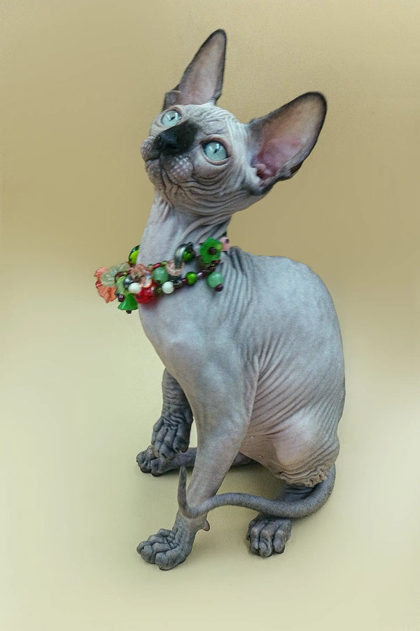 Cute Hairless Sphynx Kitten Iggy in a festive collar with bells and greenery