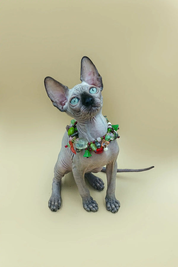Hairless Sphynx kitten Iggy rocking a colorful beaded collar, perfect for fashion fans