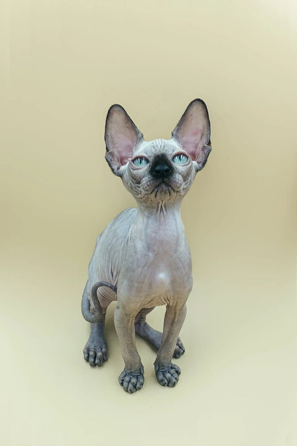Cute Hairless Sphynx Kitten Iggy with big ears and wrinkled skin sitting upright