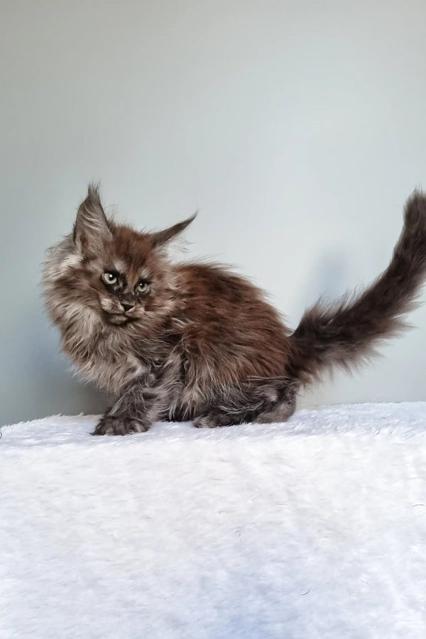 Ignat | maine coon kitten