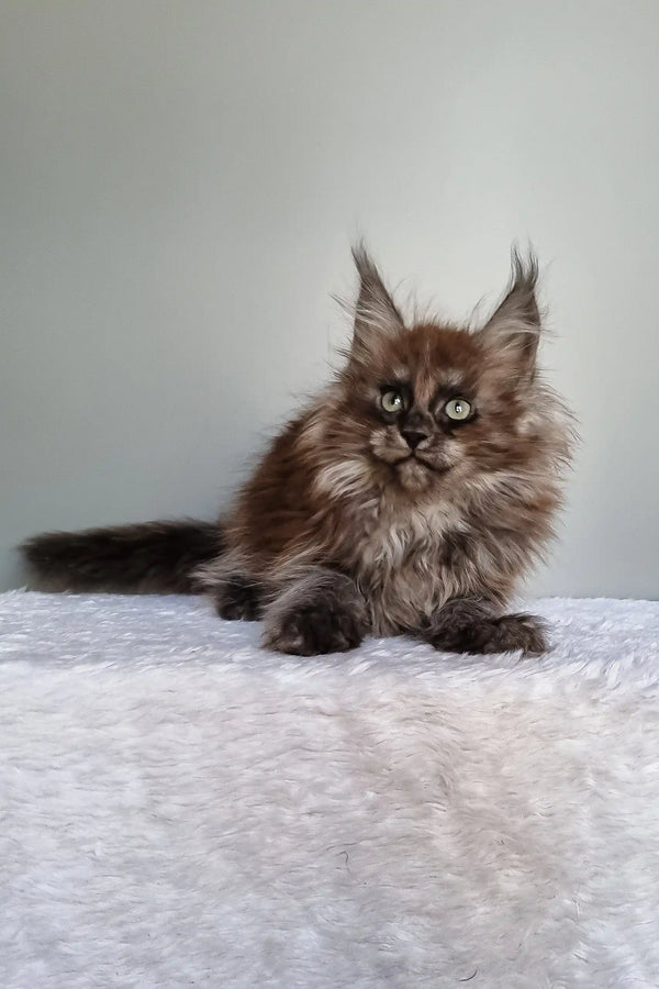 Ignat | maine coon kitten