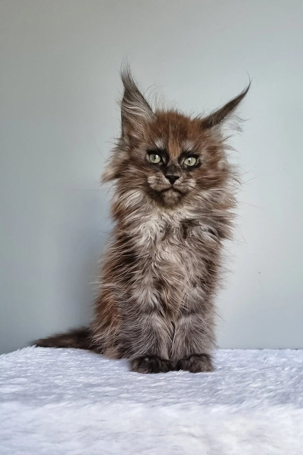 Ignat | maine coon kitten