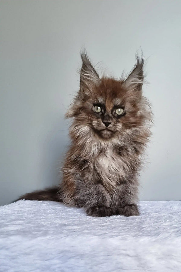 Ignat | maine coon kitten