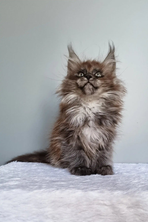 Ignat | maine coon kitten
