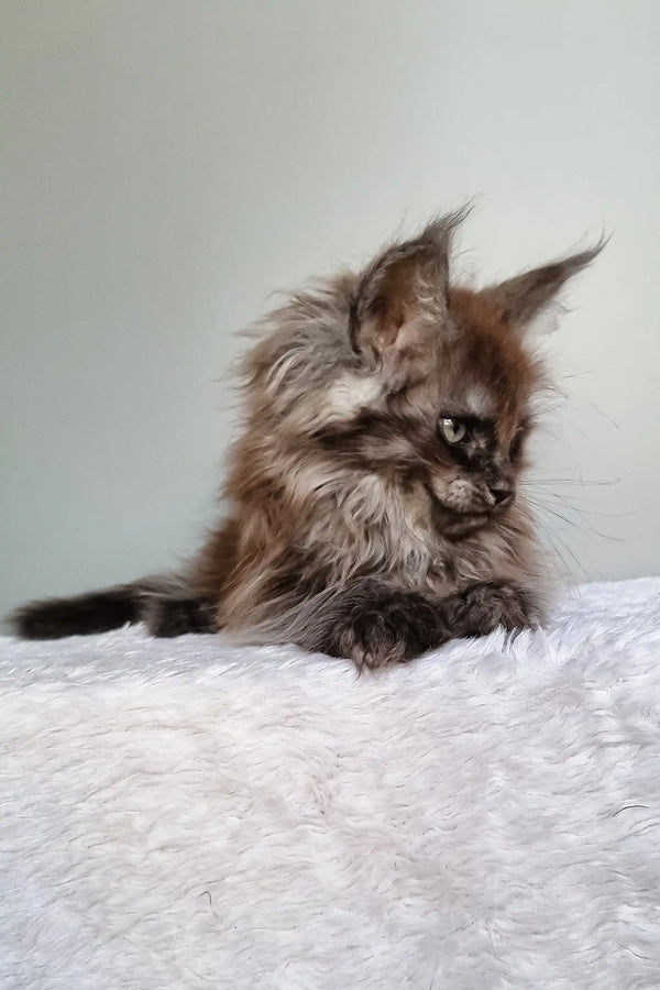 Ignat | maine coon kitten