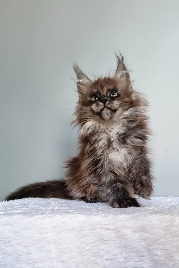 Ignat | maine coon kitten