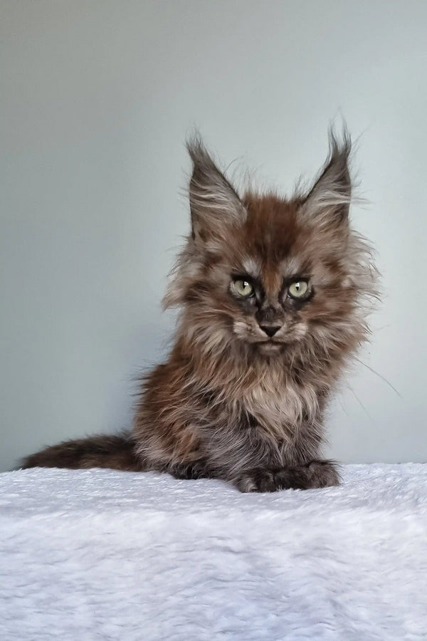 Ignat | maine coon kitten