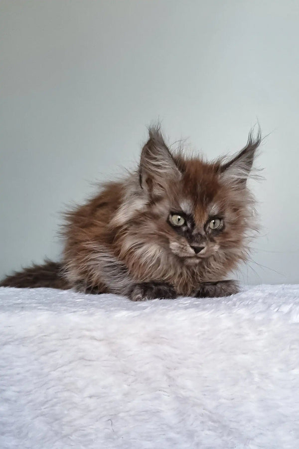 Ignat | maine coon kitten