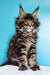 Fluffy Maine Coon kitten with cute ear tufts, perfect for Ignat collection