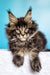 Fluffy Maine Coon kitten Ignat with ear tufts and alert look ready for fun