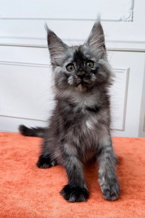 Fluffy gray Maine Coon kitten with big ears sitting upright, looking adorable