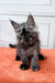 Fluffy gray Maine Coon kitten with bright eyes on an orange surface