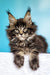 Fluffy Maine Coon kitten, alert and cute, perfect for any Coon kitten lover