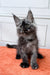 Fluffy gray Maine Coon kitten with big ears sitting on an orange surface