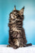 Fluffy Maine Coon kitten with tufted ears sitting upright for Ignat product