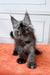 Fluffy gray Maine Coon kitten with big ears chilling on an orange surface