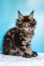 Fluffy Maine Coon kitten with ear tufts and tabby markings in Ignat | Maine Coon Kitten